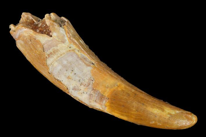 Fossil Pterosaur (Siroccopteryx) Tooth - Morocco #145787